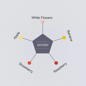 Why wine is aromatic_